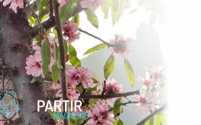 53ème Fête des Amandiers en Fleurs