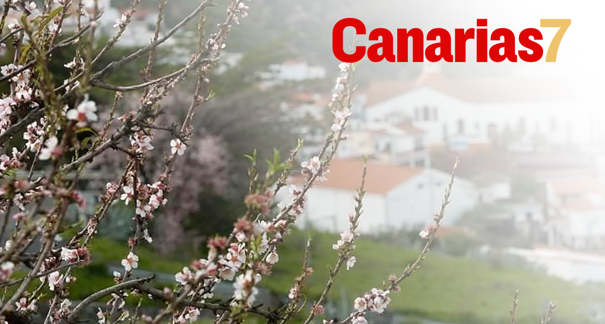 Almendros Canarias7